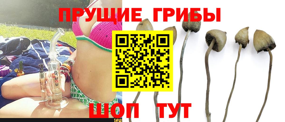 где можно купить   Псилоцибиновые грибы мицелий  Вход с VPN  Ахтубинск  Псилоцибиновые грибы Magic Shrooms 
